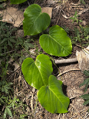 Passiflora ligularis