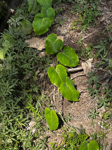 Passiflora ligularis