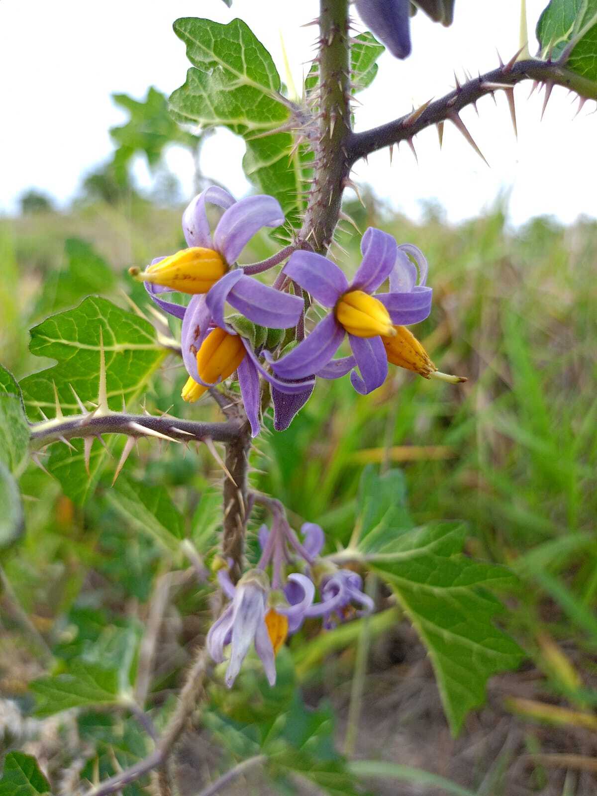 Solanum palinacanthum