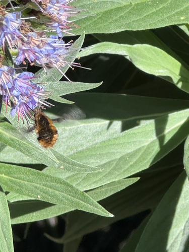 Unknown species found near Wildcat Dr, El Cerrito, CA, US