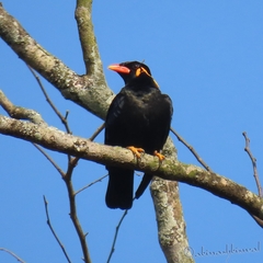 Common Hill Myna photo 4