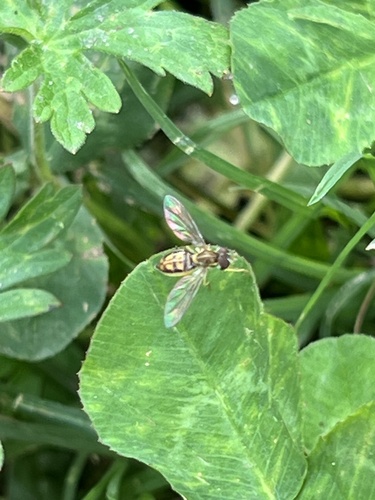 Unknown species found near Lester St, Houston, TX, US