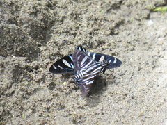 Jemadia