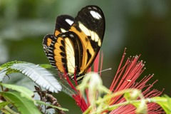 Heliconius ethilla
