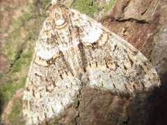 Esakiopteryx volitans