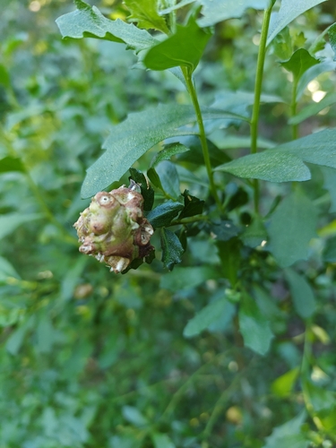 Unknown species found near Clayton, CA 94517, USA