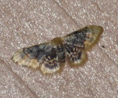 Idaea scintillularia