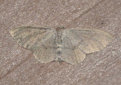 Acratodes suavata