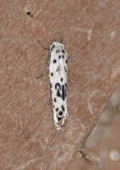 Ethmia bittenella