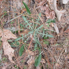 Hymenopappus artemisiifolius