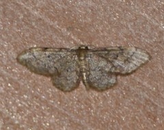 Idaea celtima