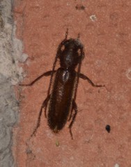 Geropa concolor