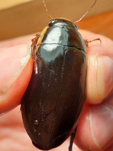 King Diving-beetle