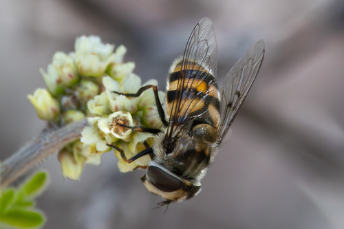 Unknown species found near Portal, AZ 85632, USA