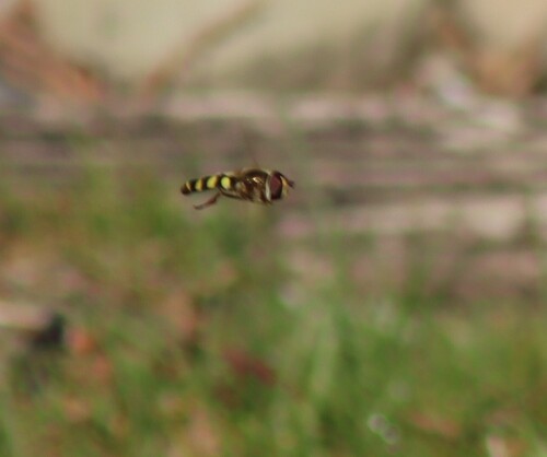Unknown species found near Castro Valley, CA, USA