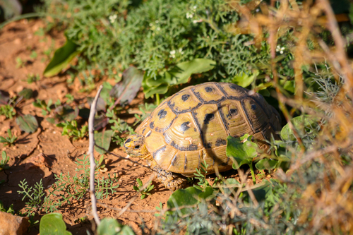 Greek Tortoise