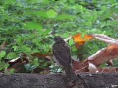 Turdus ignobilis debilis