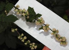 Artemisia lactiflora