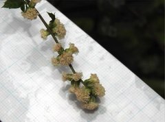 Artemisia lactiflora