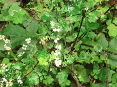 Artemisia lactiflora