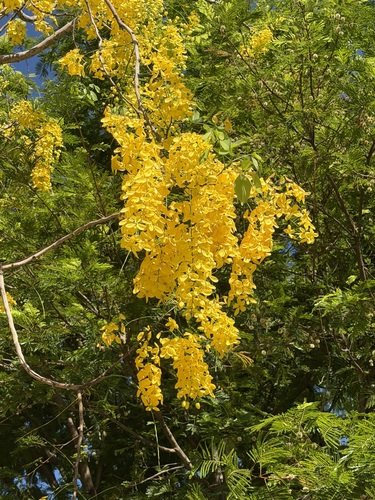 Cassia fistula - Leaves