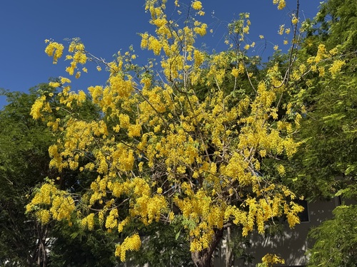 Cassia fistula - Leaves