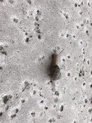 Cornu aspersum