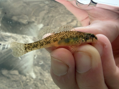 Riverweed darter (Etheostoma podostemone) — Percidae