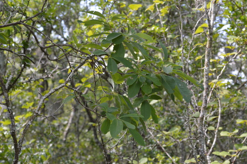 Elliottia racemosa, photograph 5