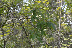 Elliottia racemosa, photograph (c) Celeste Ray, some rights reserved (CC BY)
