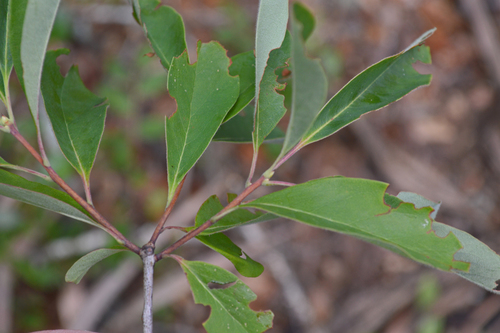 Elliottia racemosa, photograph 6