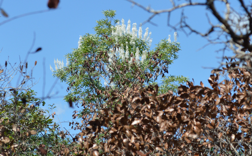 Elliottia racemosa, photograph 4