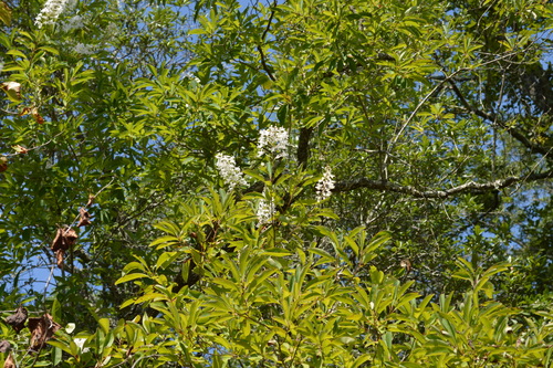 Elliottia racemosa, photograph 2