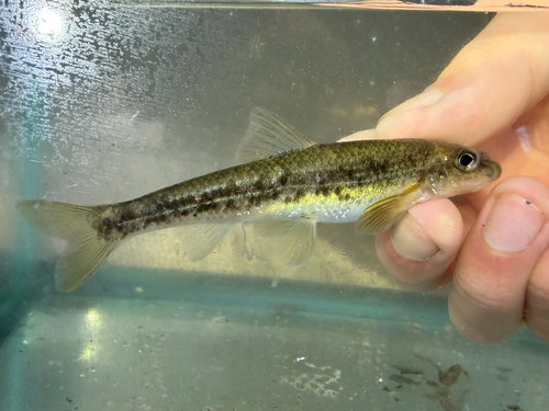 Kanawha Minnow