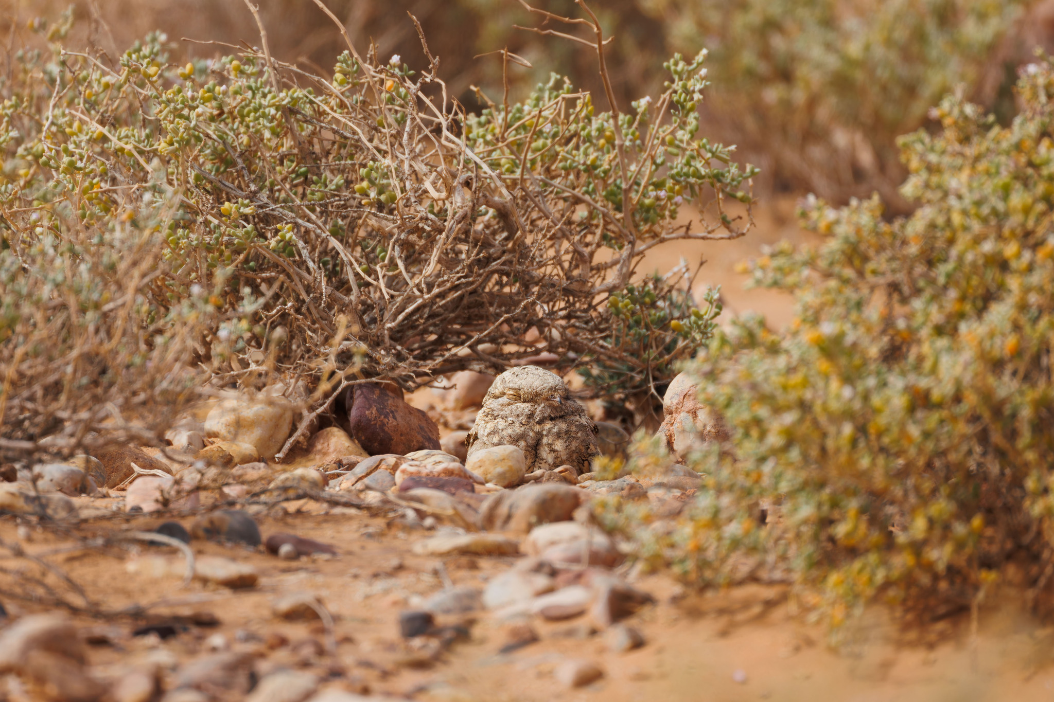Egyptian Nightjar (Caprimulgus aegyptius), photo 2