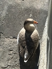 Anser anser domesticus