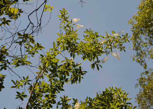 Elliottia racemosa, photograph 3
