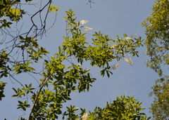 Elliottia racemosa, photograph (c) Celeste Ray, some rights reserved (CC BY)