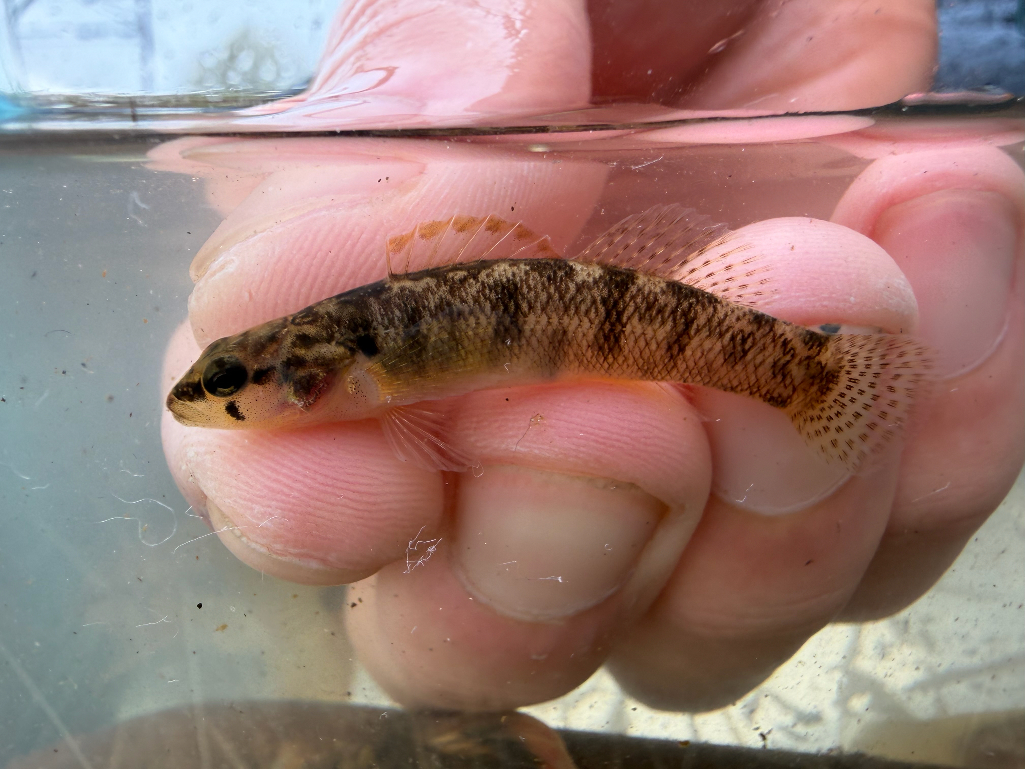 Carolina Fantail Darter photo 8