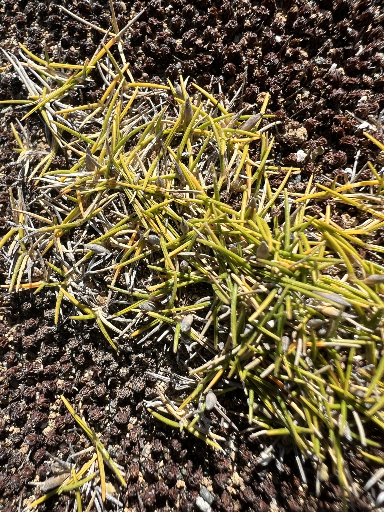 Zoysia minima