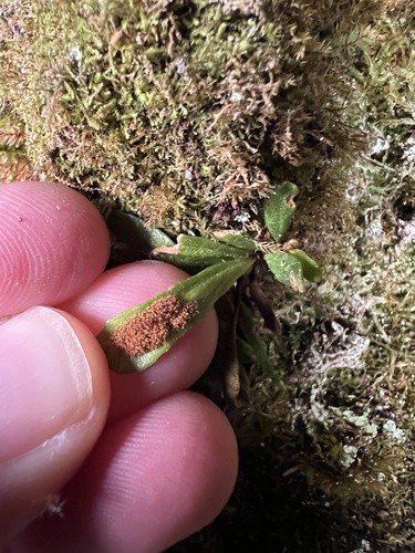 Dwarf strap fern (Notogrammitis crassior)