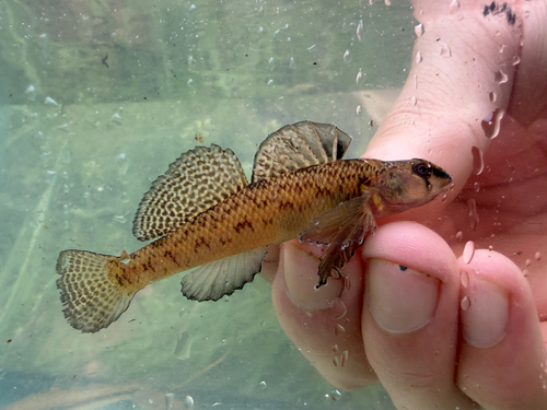 Southern Tessellated Darter