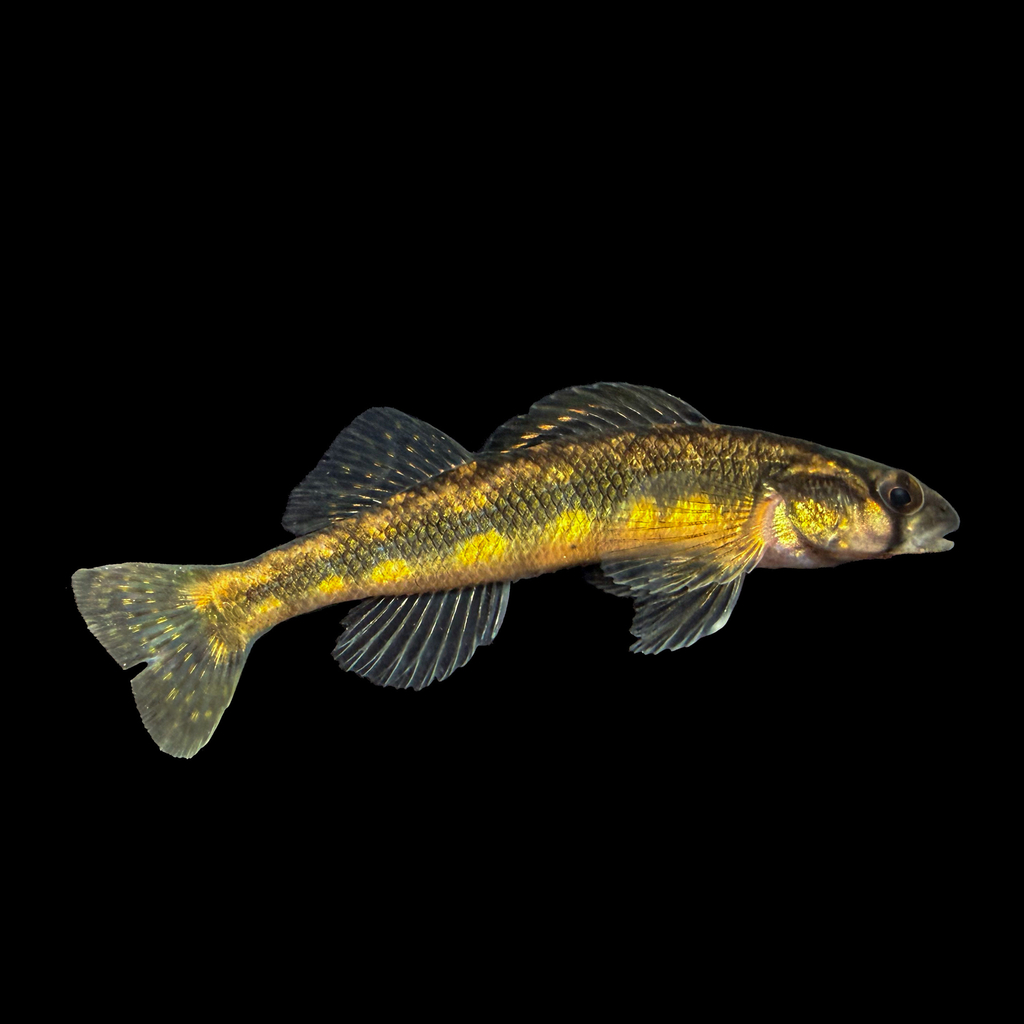 Piedmont Darter