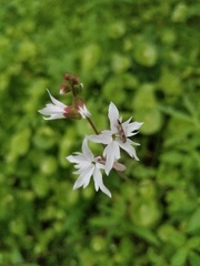 Lithophragma affine