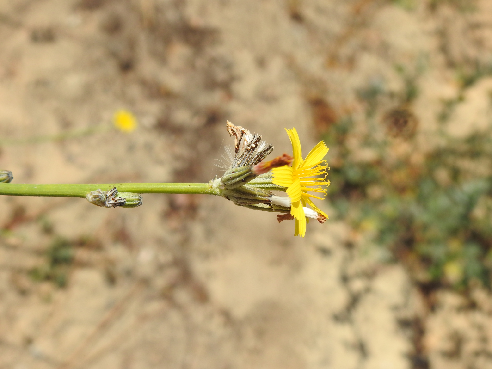 Rush Skeletonweed (Chondrilla juncea)