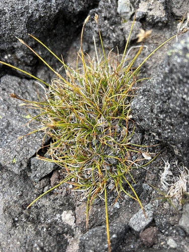 wire-head sedge (Carex cephalotes)