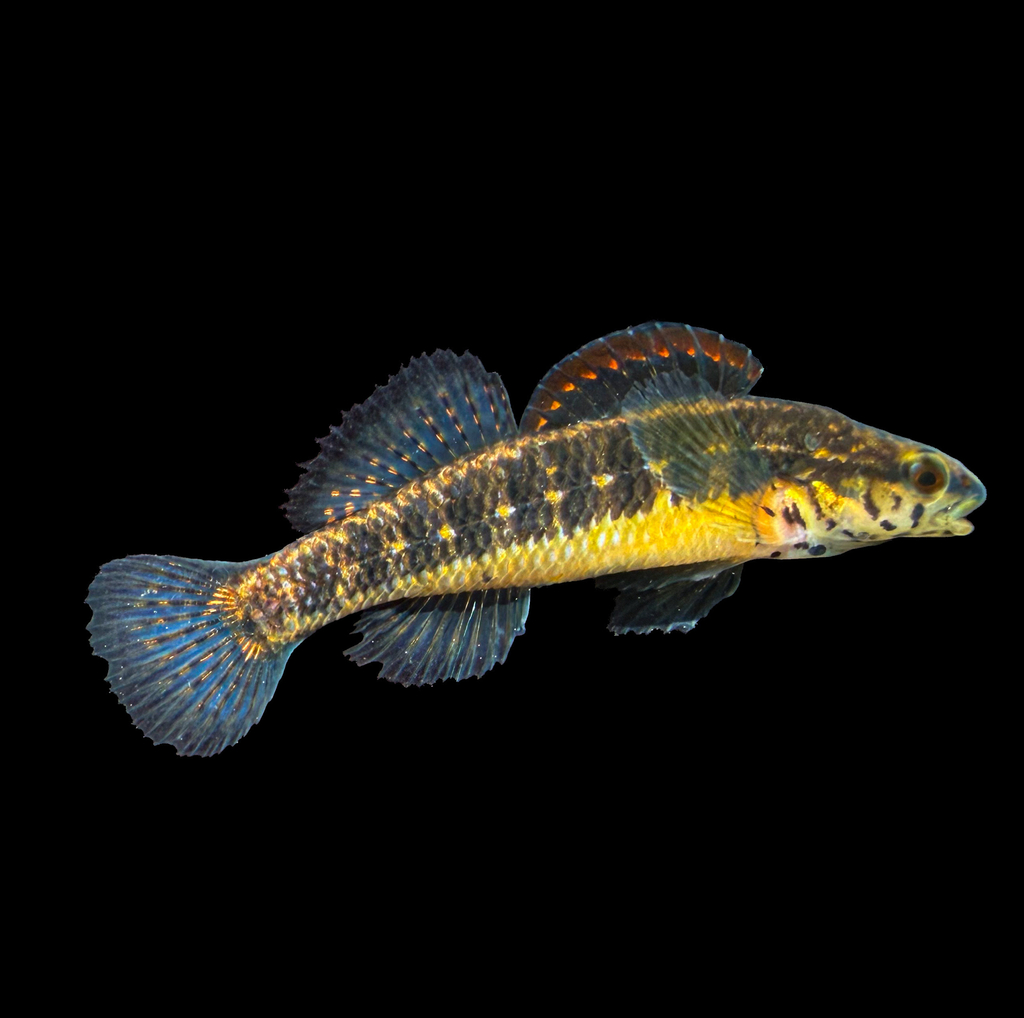 Pinewoods Darter