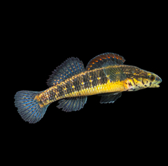 Pinewoods Darter photo 1
