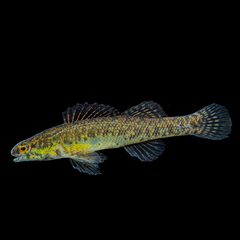 Sawcheek Darter photo 3