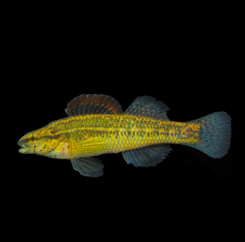 Pinewoods darter (Etheostoma mariae) — Percidae — 4
